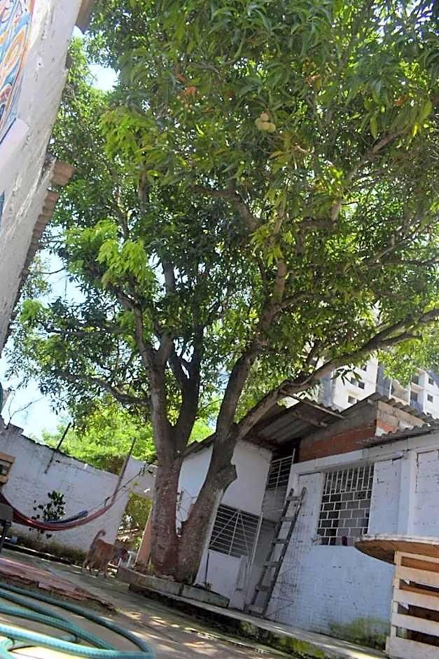 Mango Tree Ctg 420 3*